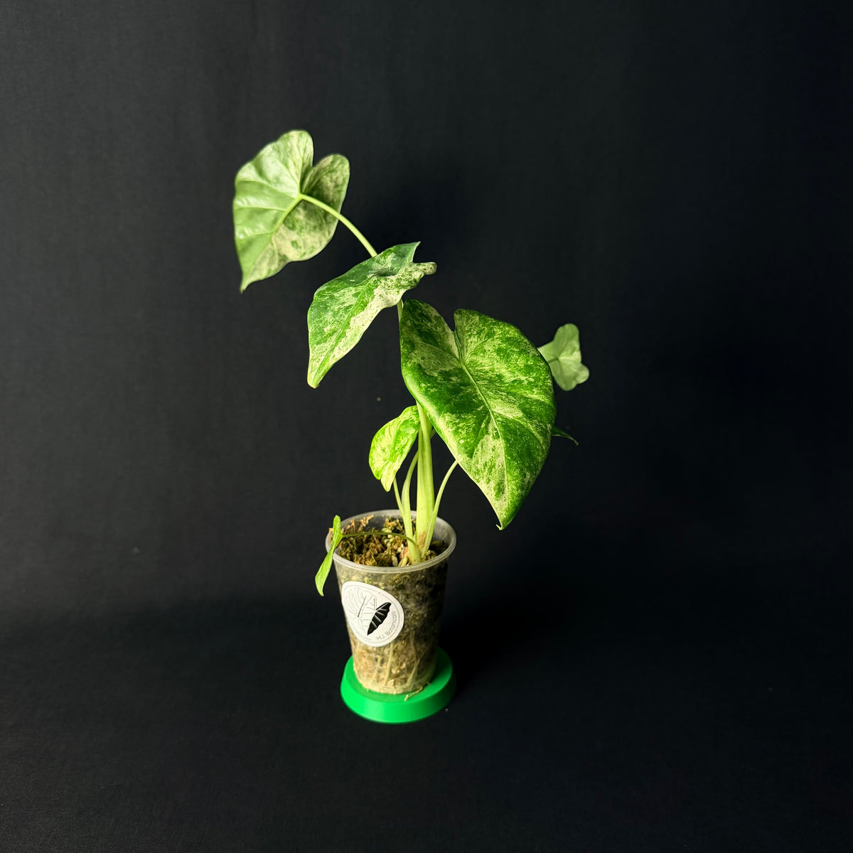Alocasia Odora 'Batik' Variegata #1-5