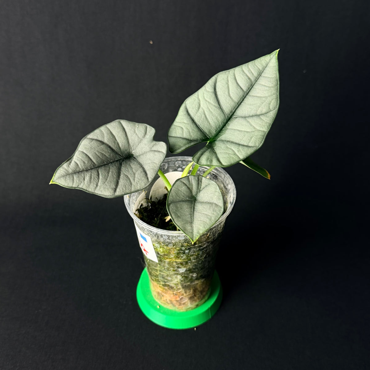 Alocasia Reginae Elaine #1-2