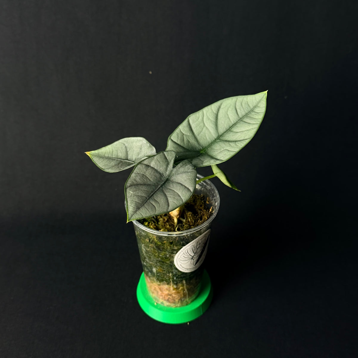 Alocasia Reginae Elaine #1-2