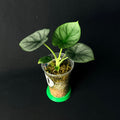 Alocasia Nadoon | reginae 'Elaine' x 'Dragon Moon'