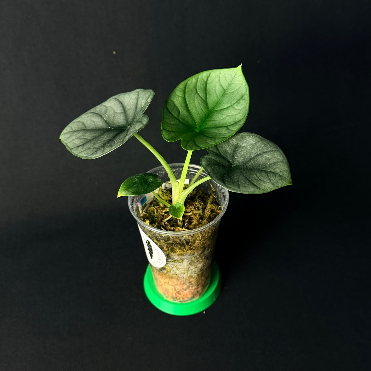 Alocasia Nadoon | reginae 'Elaine' x 'Dragon Moon'