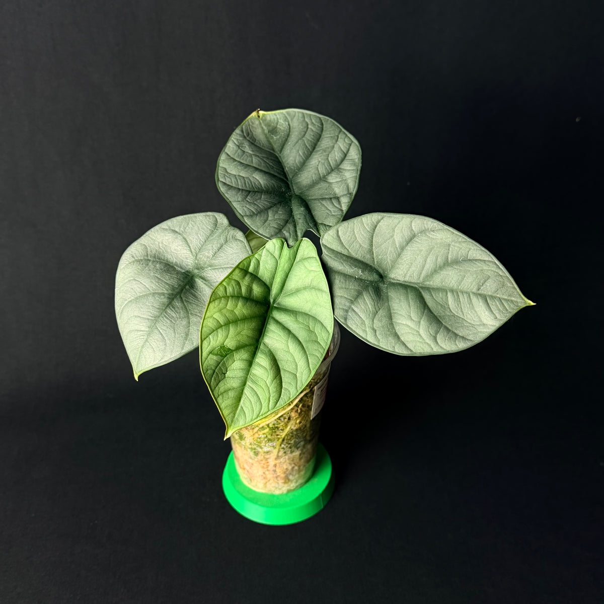 Alocasia Silver Streak | baginda Silver Dragon x Reginae