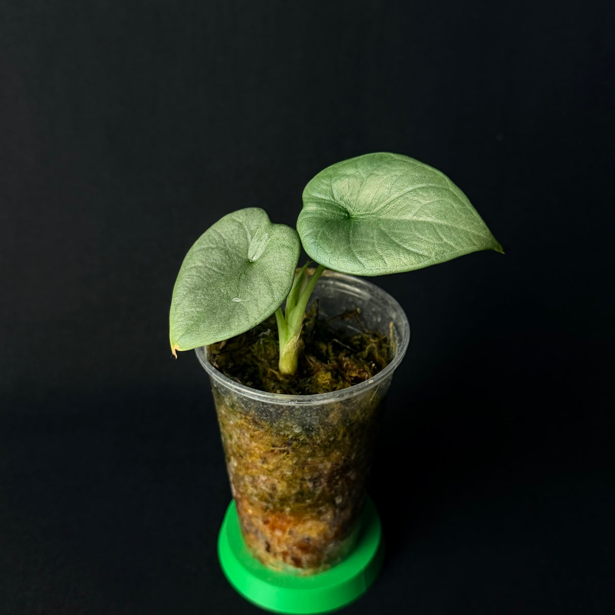 Alocasia Dragon Moon | Melo x baginda Silver Dragon #1-5