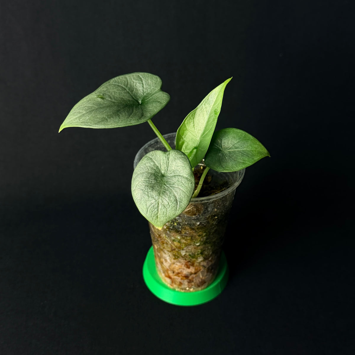Alocasia Dragon Moon | Melo x baginda Silver Dragon #1-5
