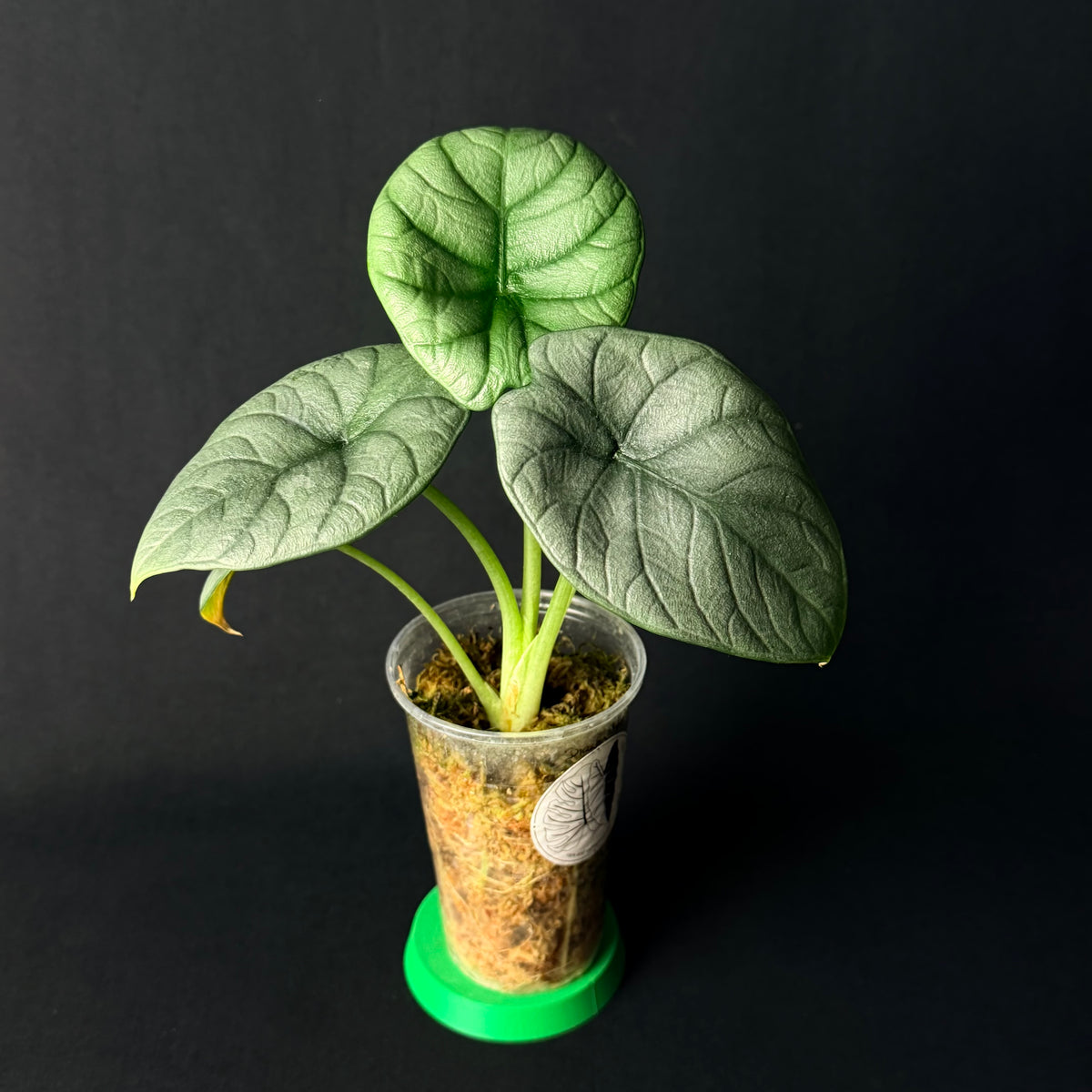 Alocasia Dragon Moon | Melo x baginda Silver Dragon #1-5