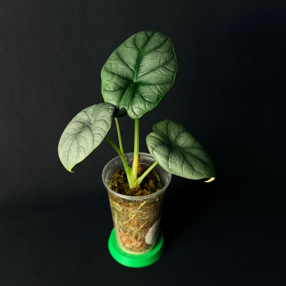 Alocasia Dragon Moon | Melo x baginda Silver Dragon #1-5