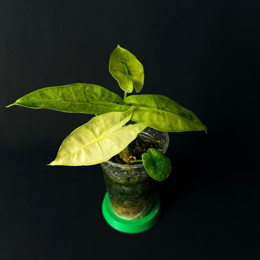 Alocasia Longiloba Lava Variegata #1-8
