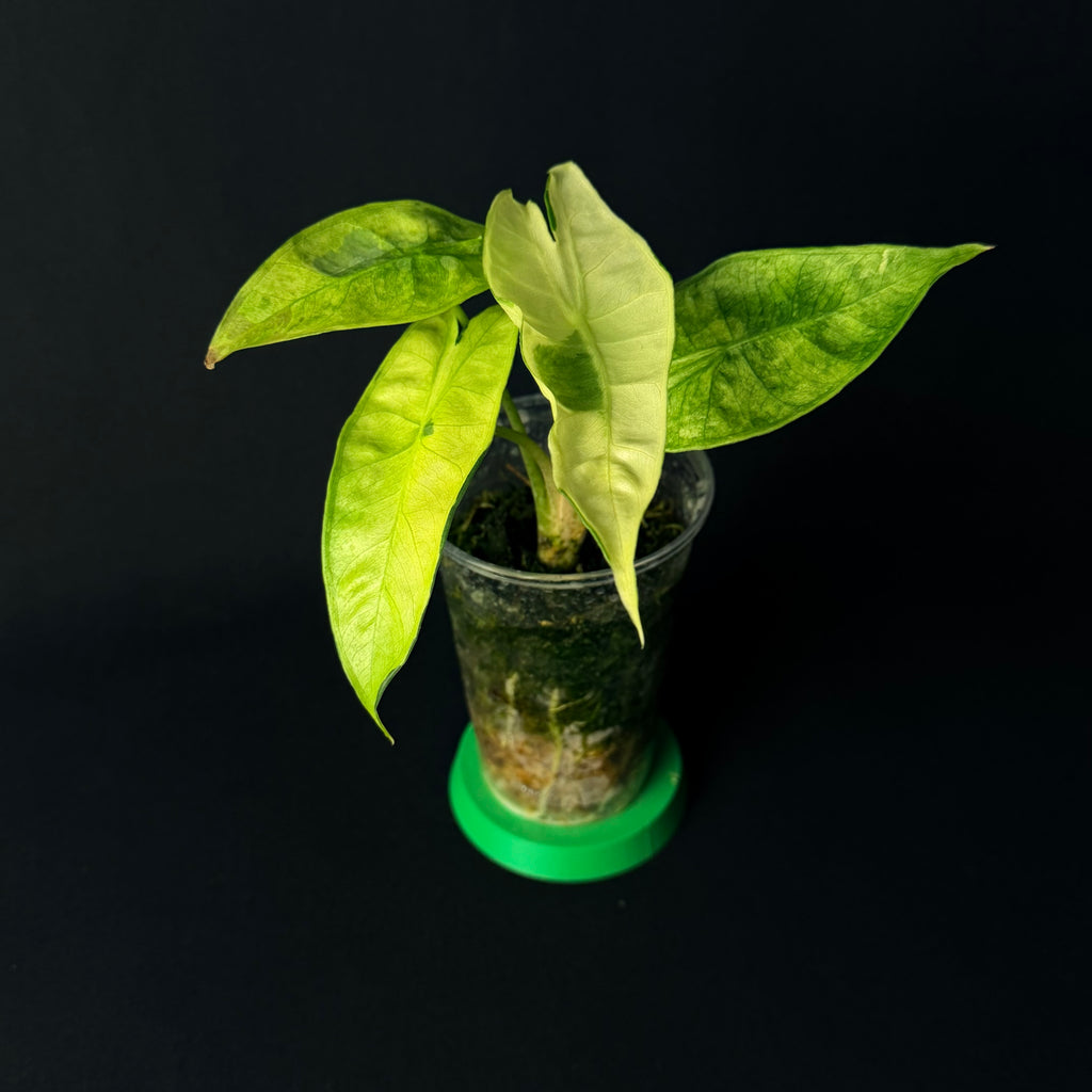 Alocasia Longiloba Lava Variegata #1-8