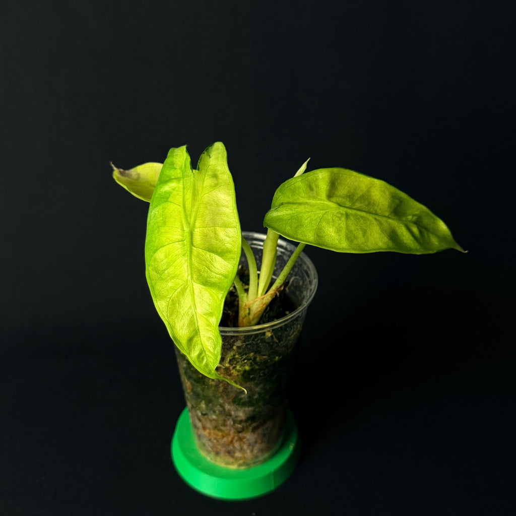 Alocasia Longiloba Lava Variegata #1-8