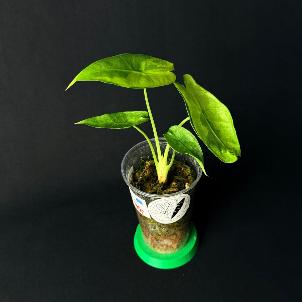Alocasia Longiloba Lava Variegata #1-8