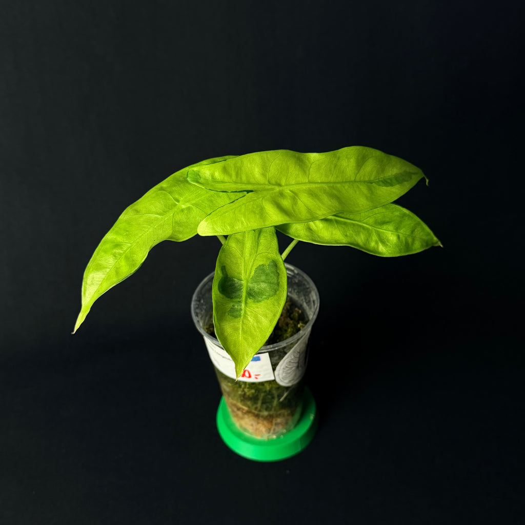 Alocasia Longiloba Lava Variegata #1-8