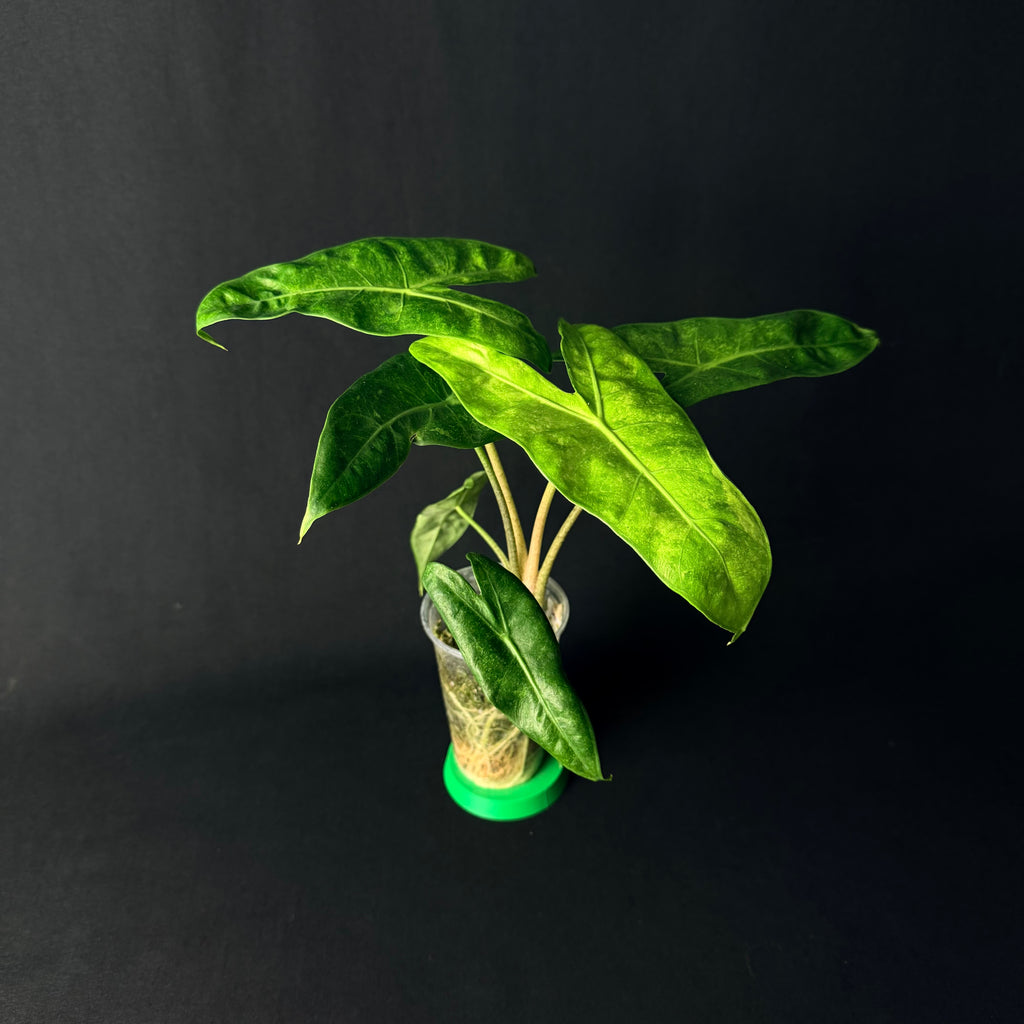 Alocasia Longiloba Lava Variegata #1-8