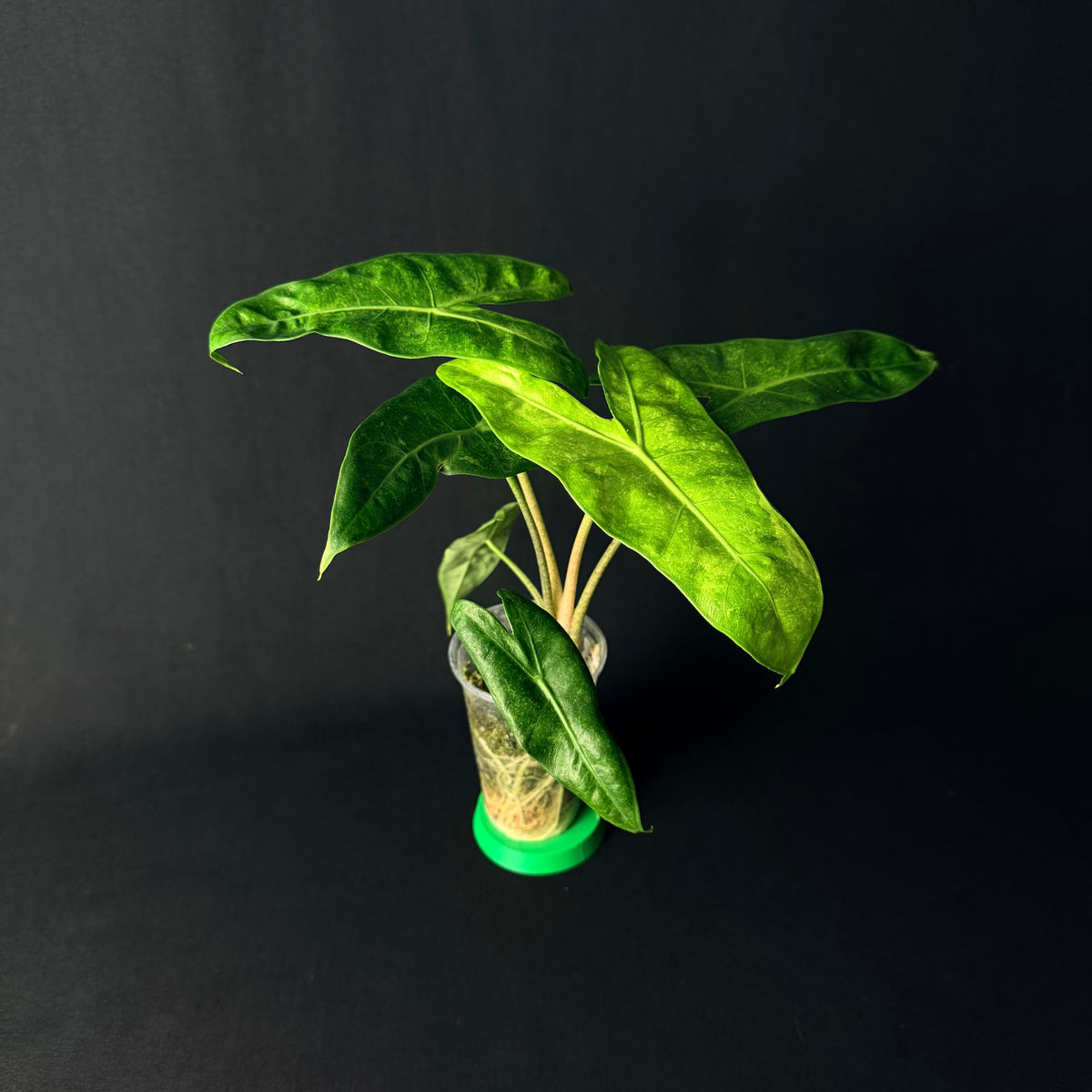 Alocasia Longiloba Lava Variegata #1-8