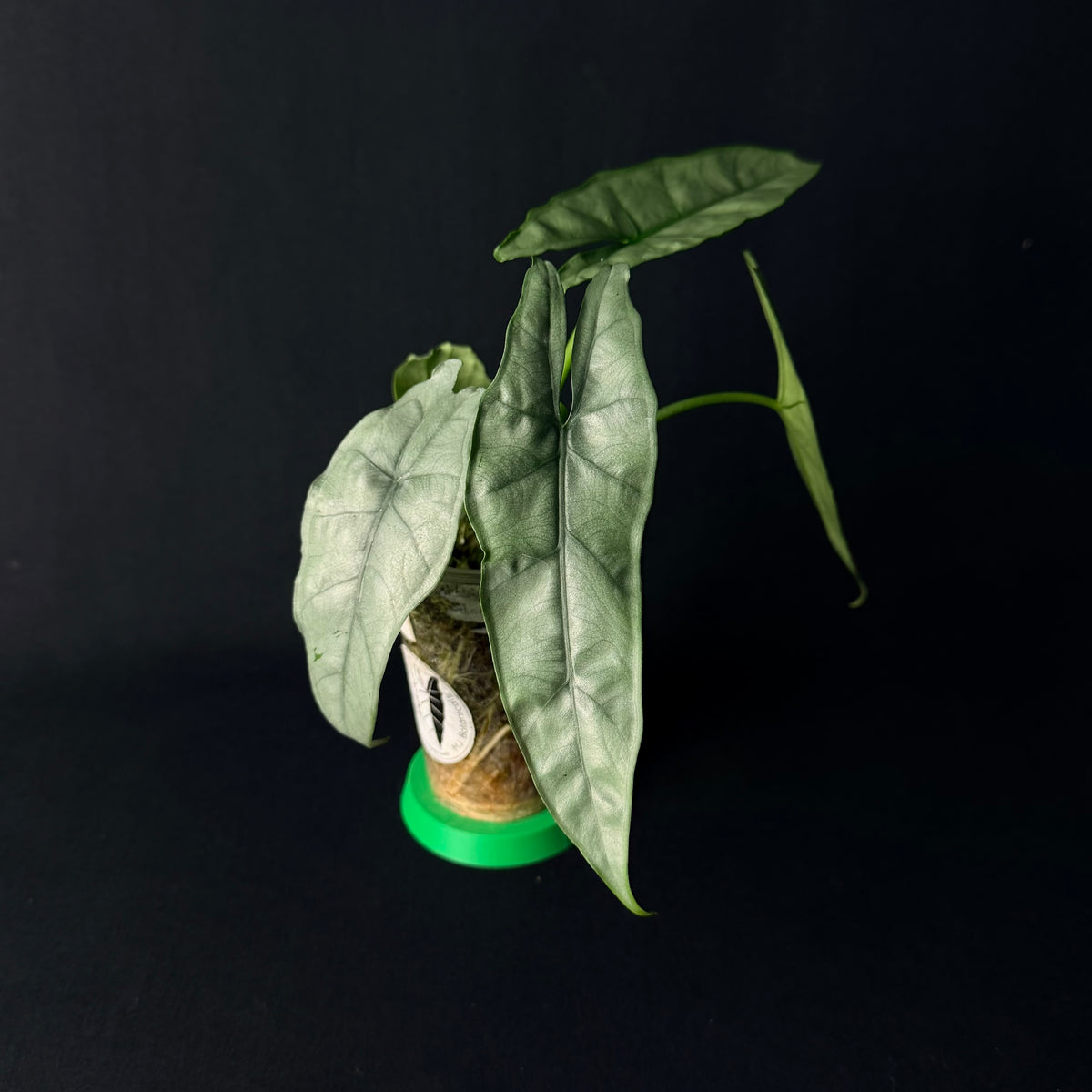 Alocasia Heterophylla Silver #1-3
