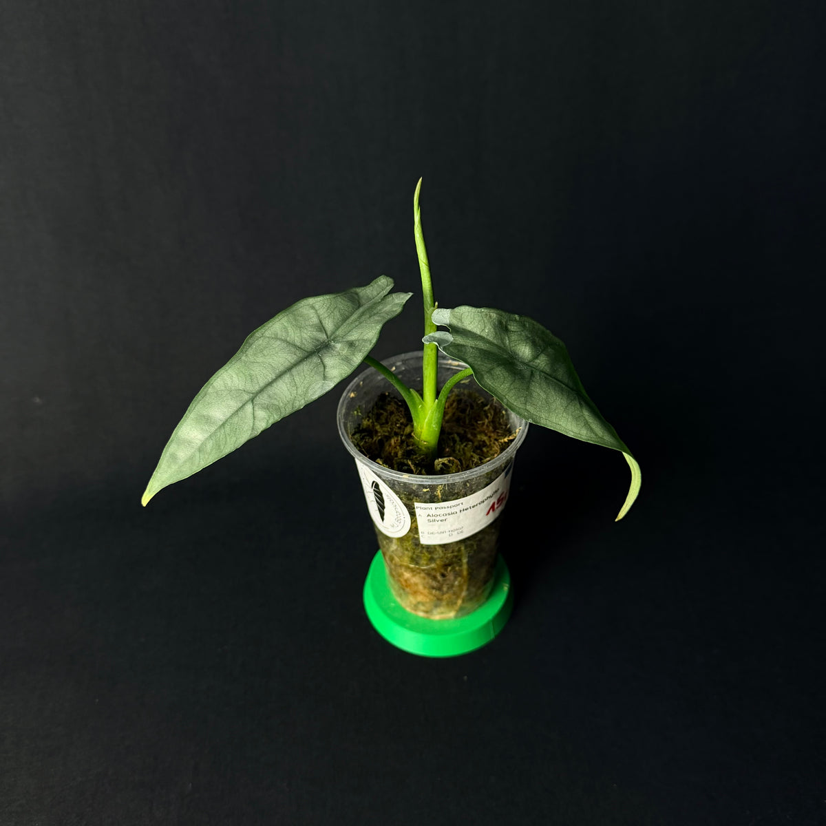 Alocasia Heterophylla Silver #1-3
