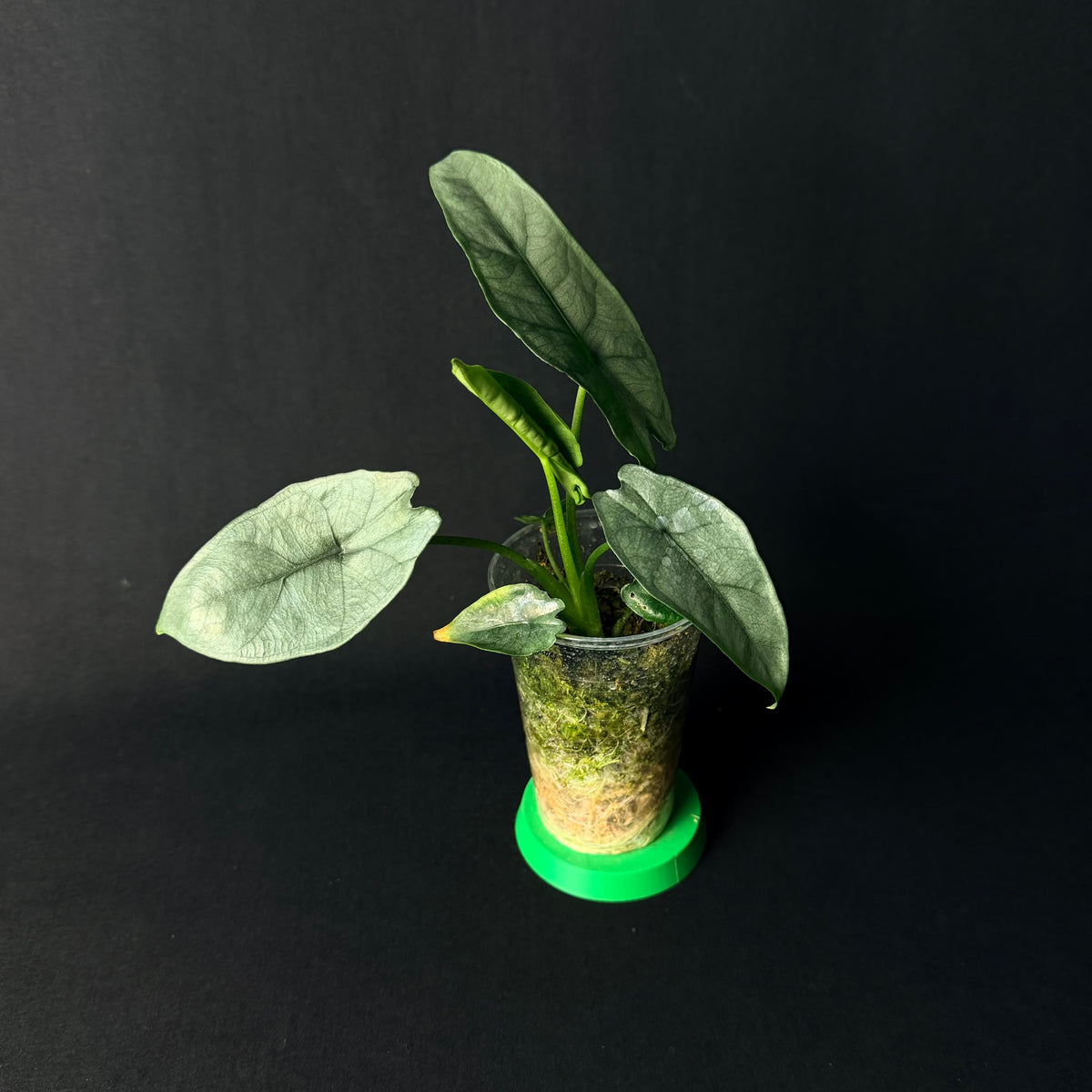 Alocasia Heterophylla Silver #1-3