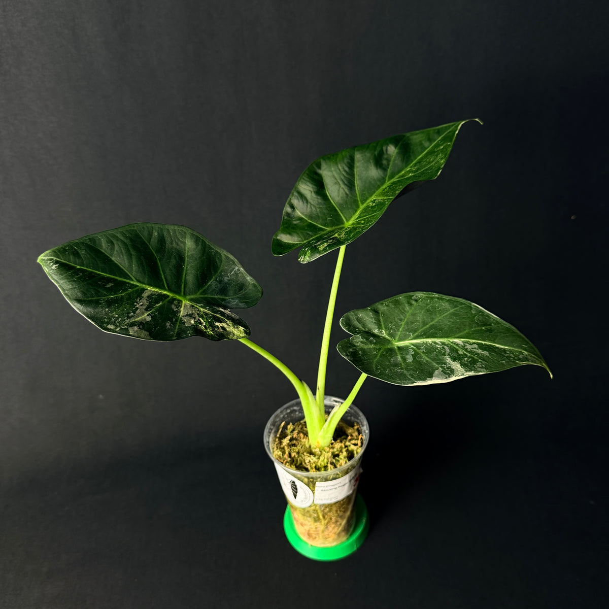 Alocasia Regal Shields Albo Variegata