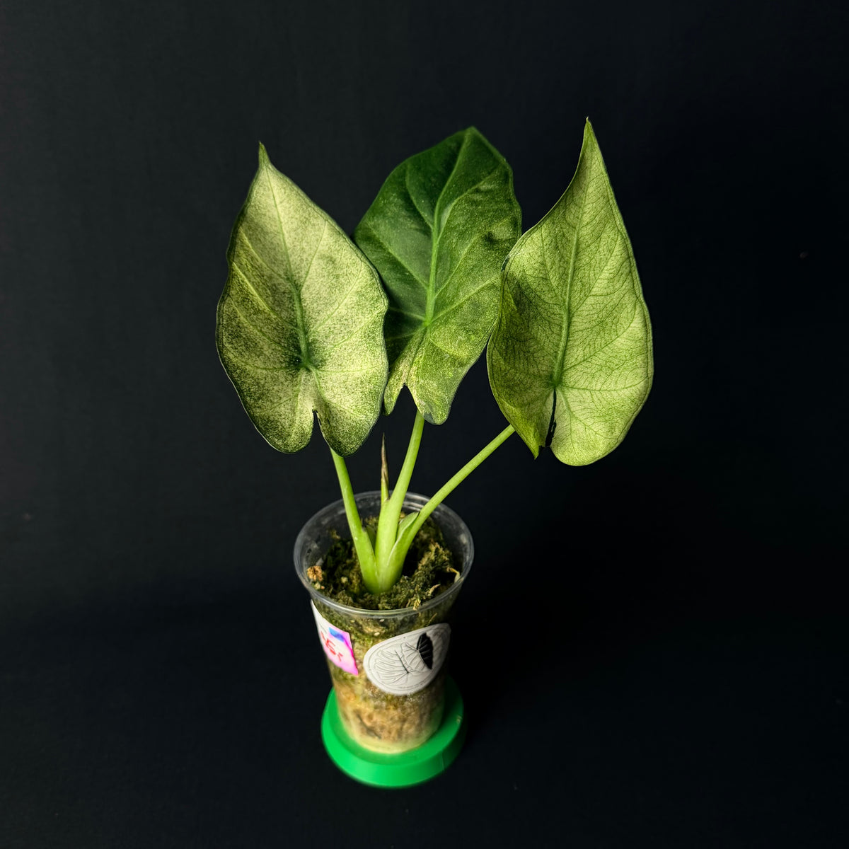 Alocasia Regal Shields Mint Variegata