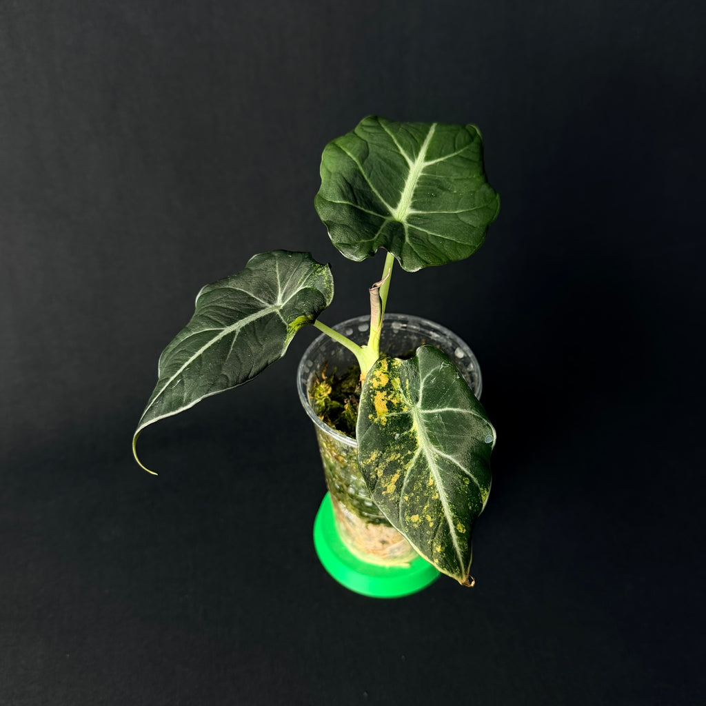 Plant template