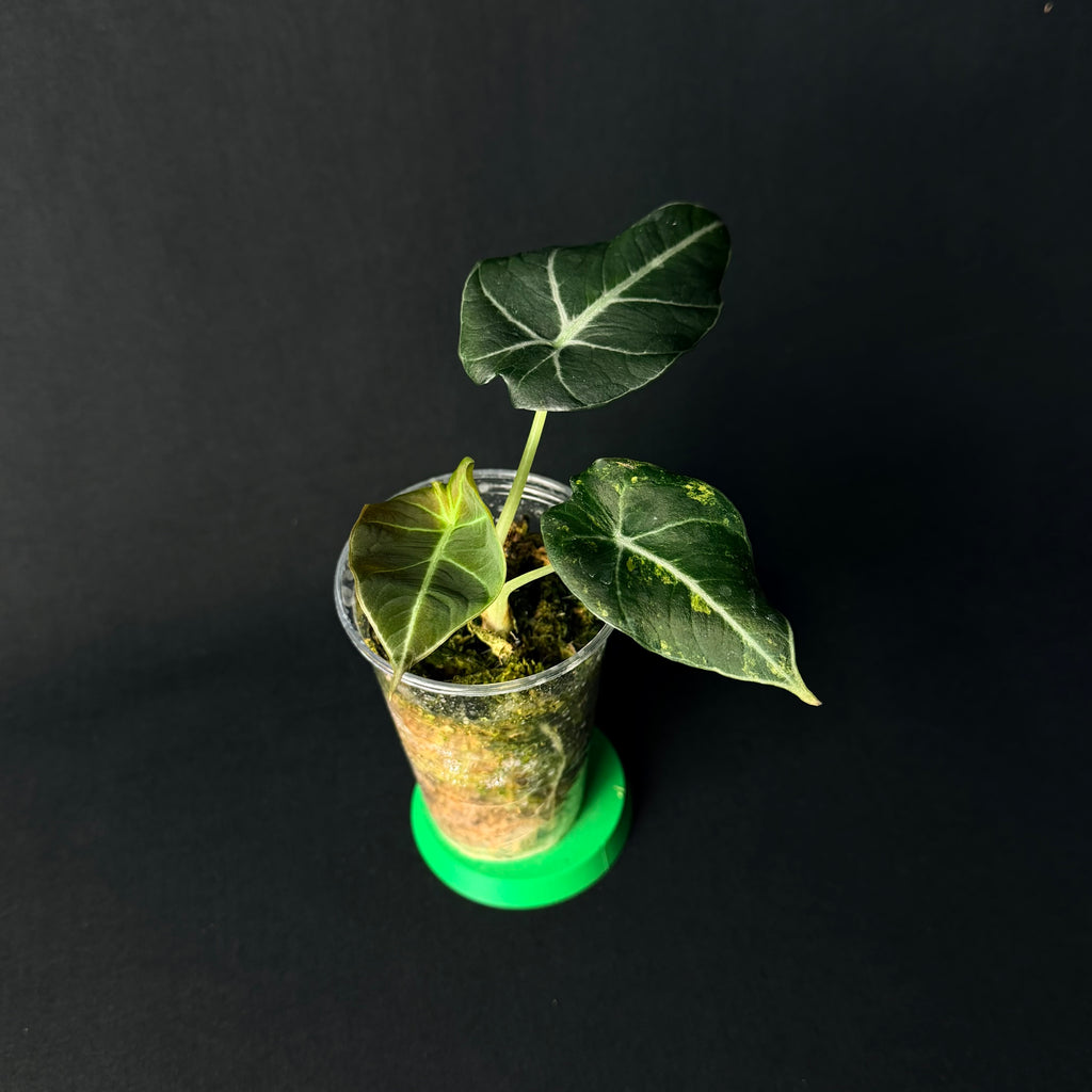 Plant template