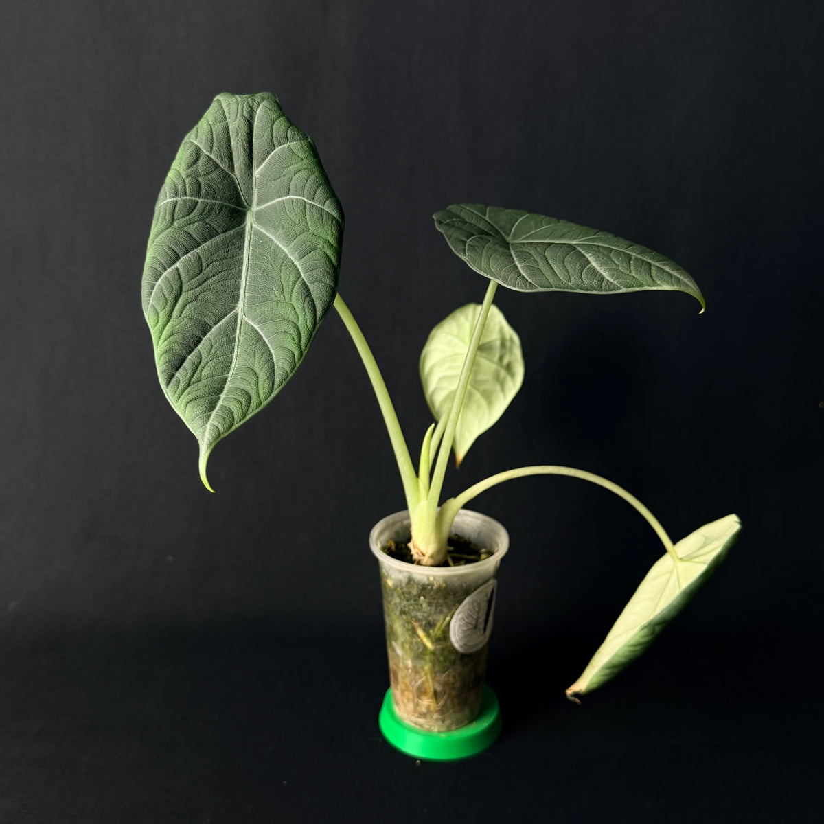 Alocasia Maharani #1-6