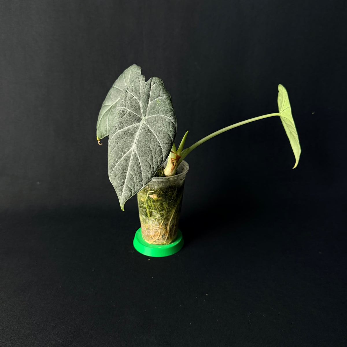 Alocasia Maharani #1-6