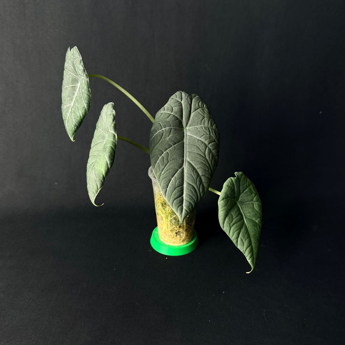 Alocasia Maharani #1-6