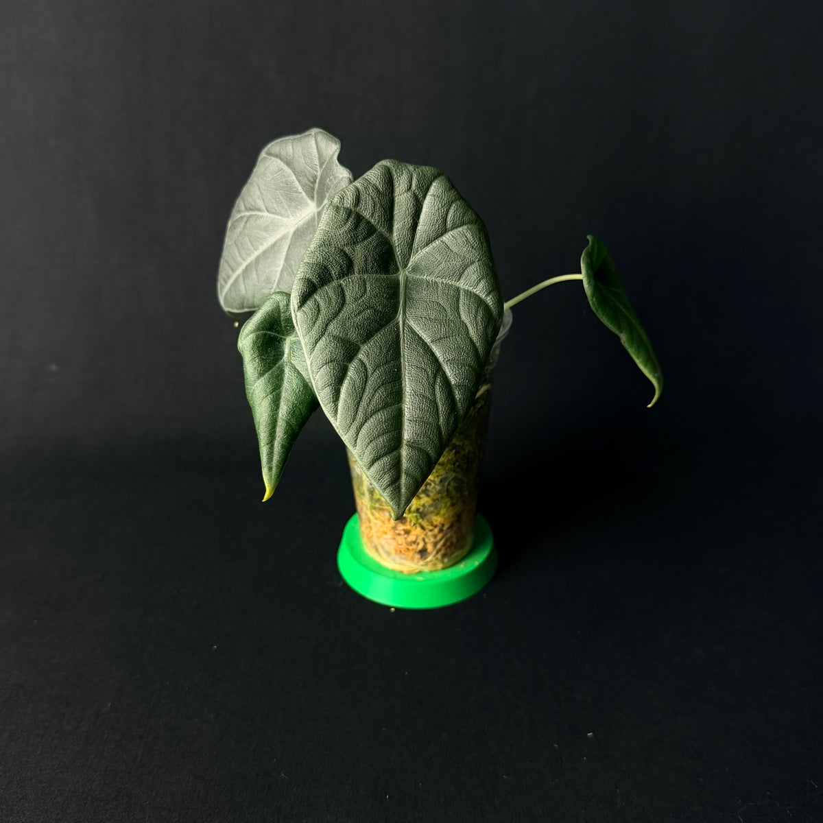 Alocasia Maharani #1-6