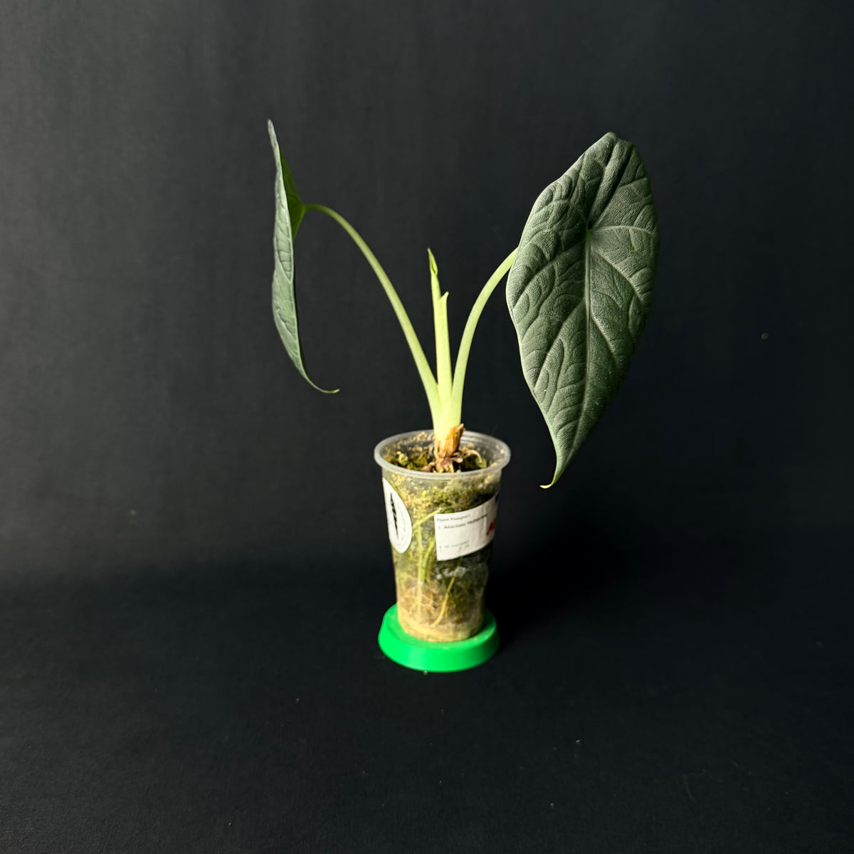 Alocasia Maharani #1-6