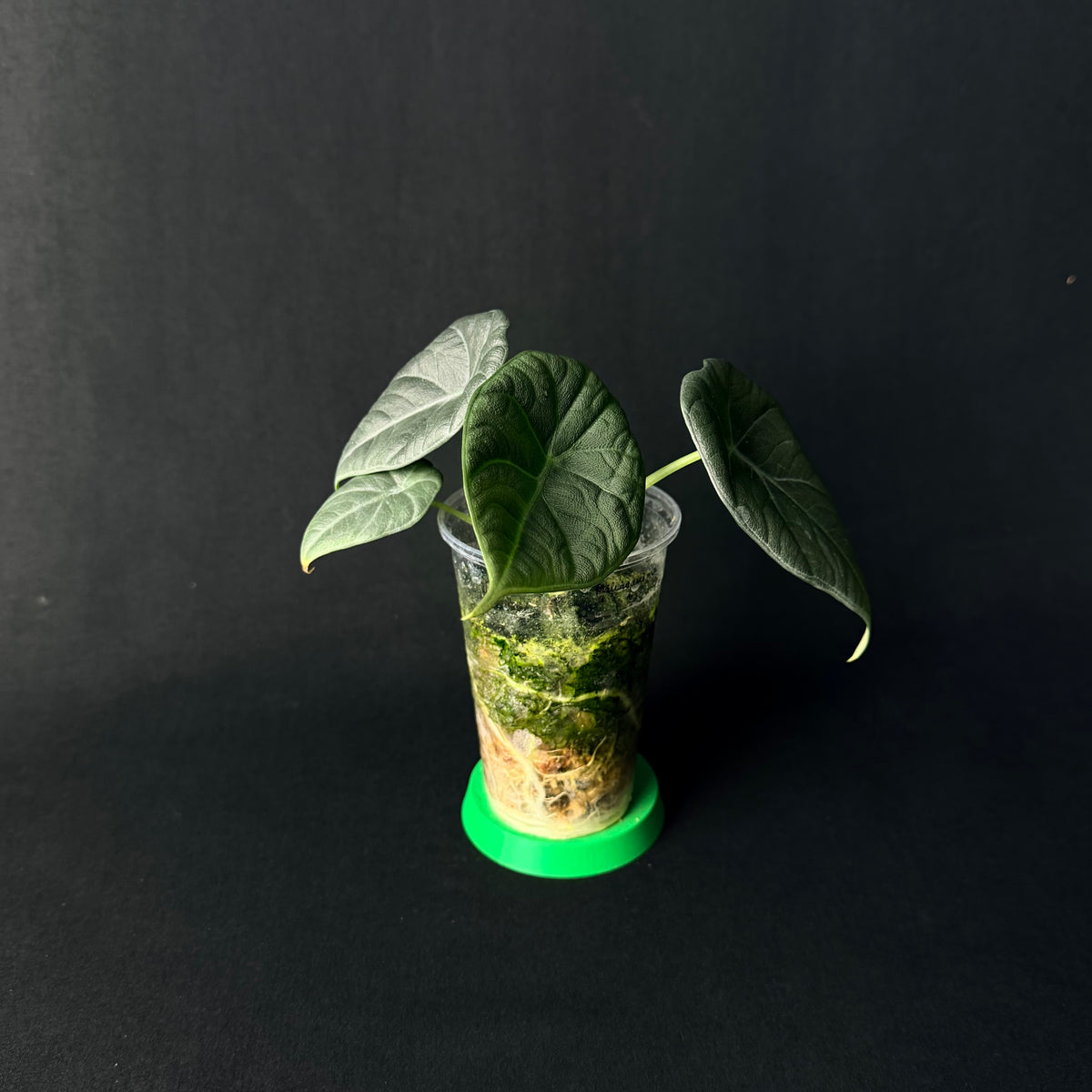 Alocasia Maharani #1-6