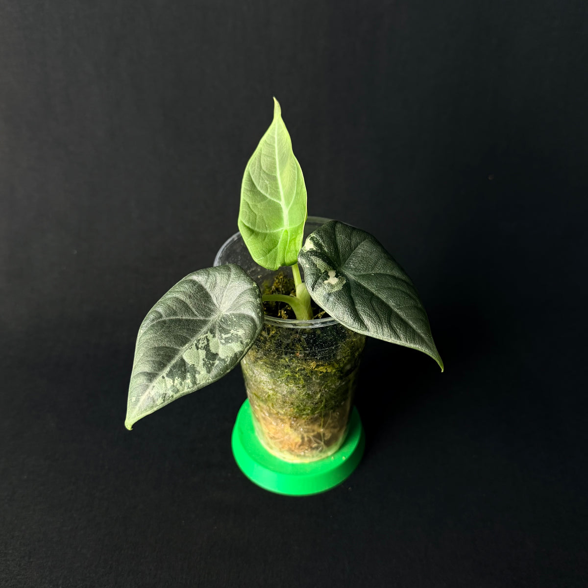 Alocasia Maharani Variegata