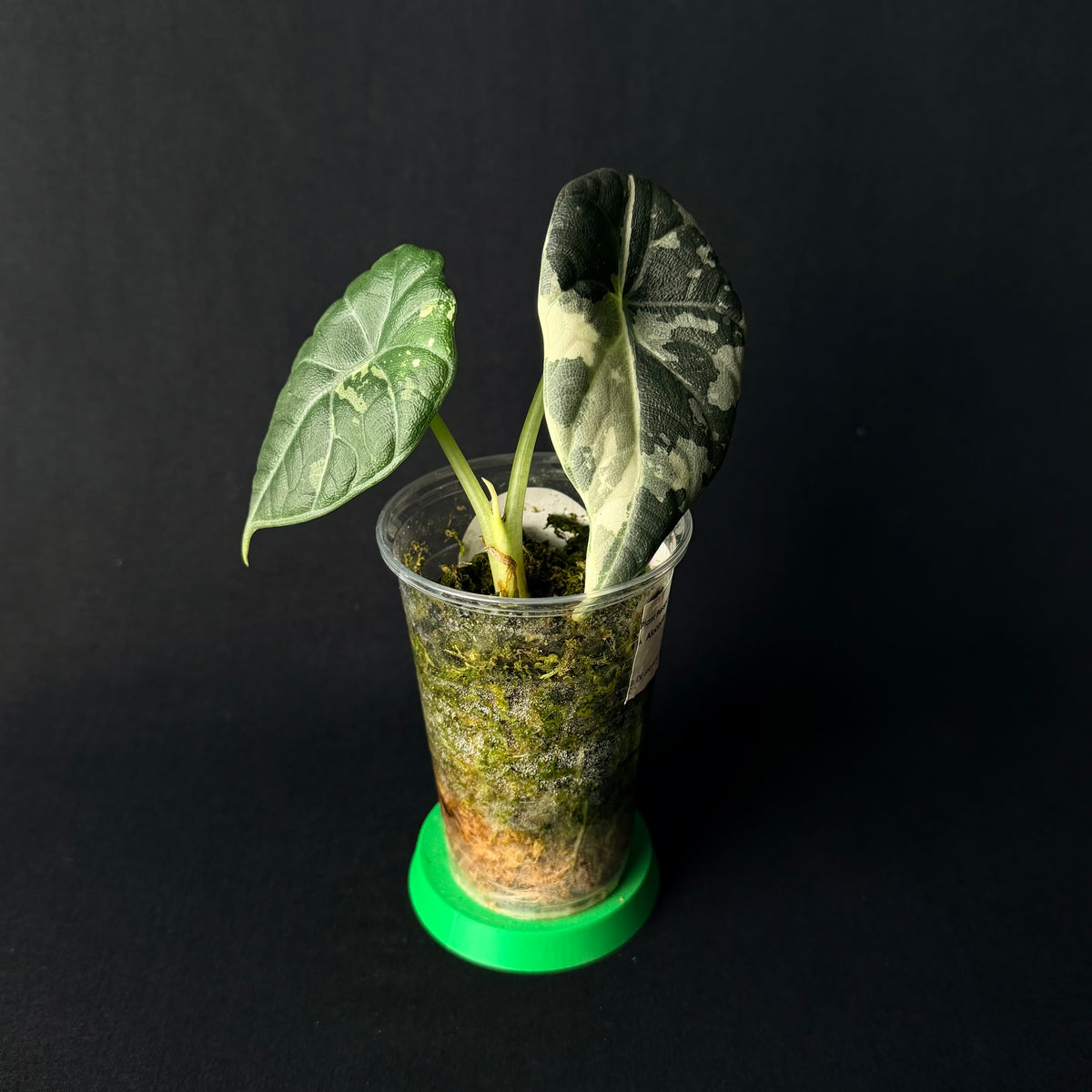 Alocasia Maharani Albo Variegata