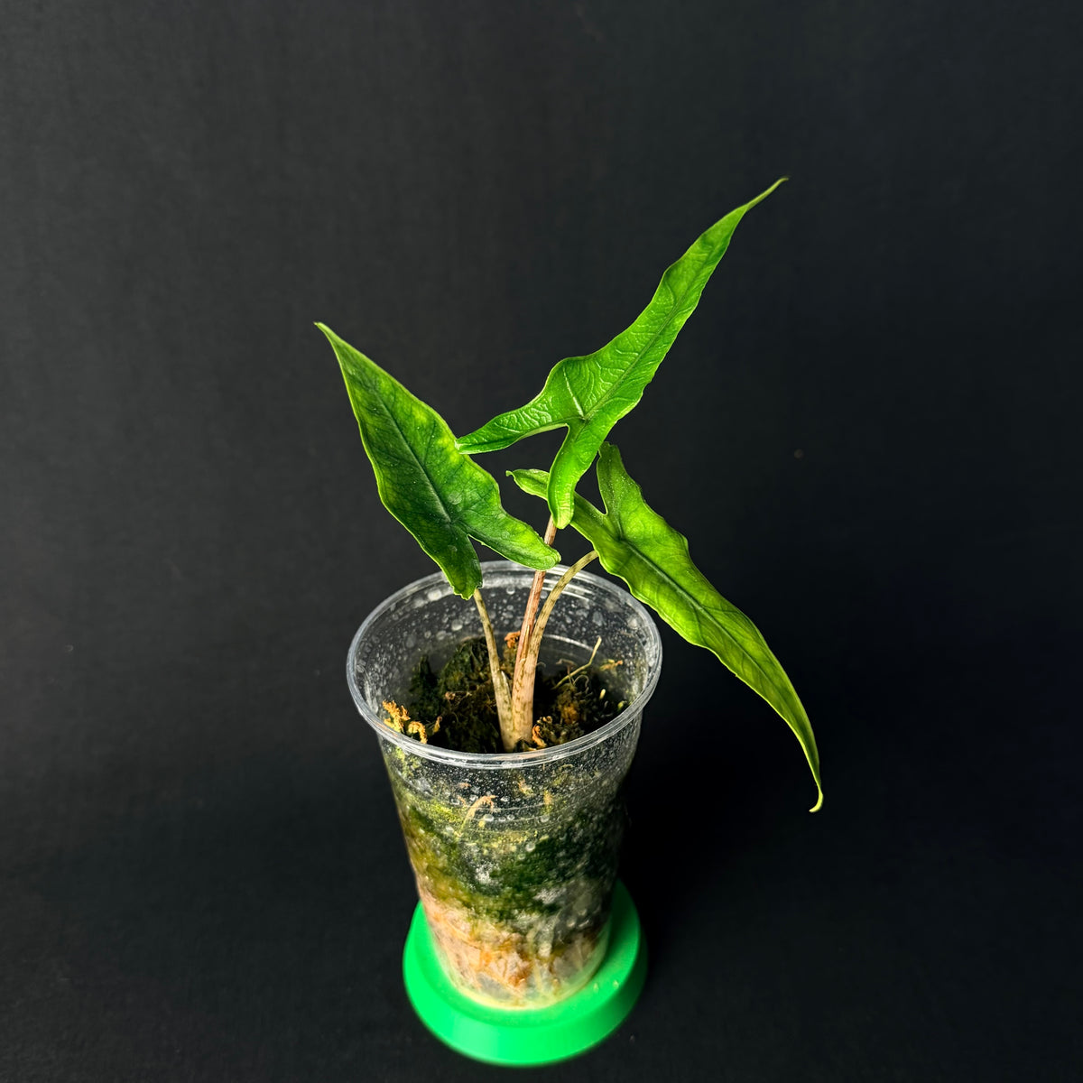 Alocasia Sabrina #1-3