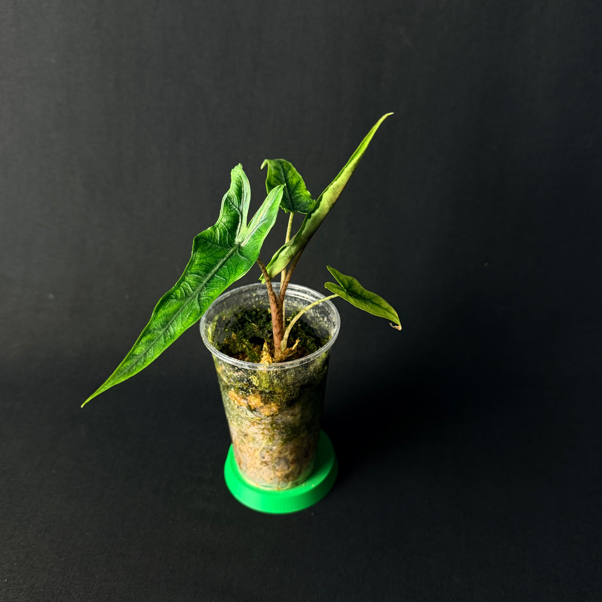 Alocasia Sabrina #1-3