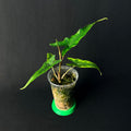 Alocasia Sabrina #1-3