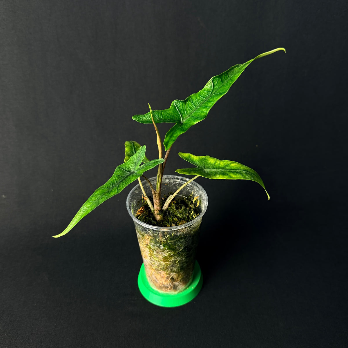Alocasia Sabrina #1-3