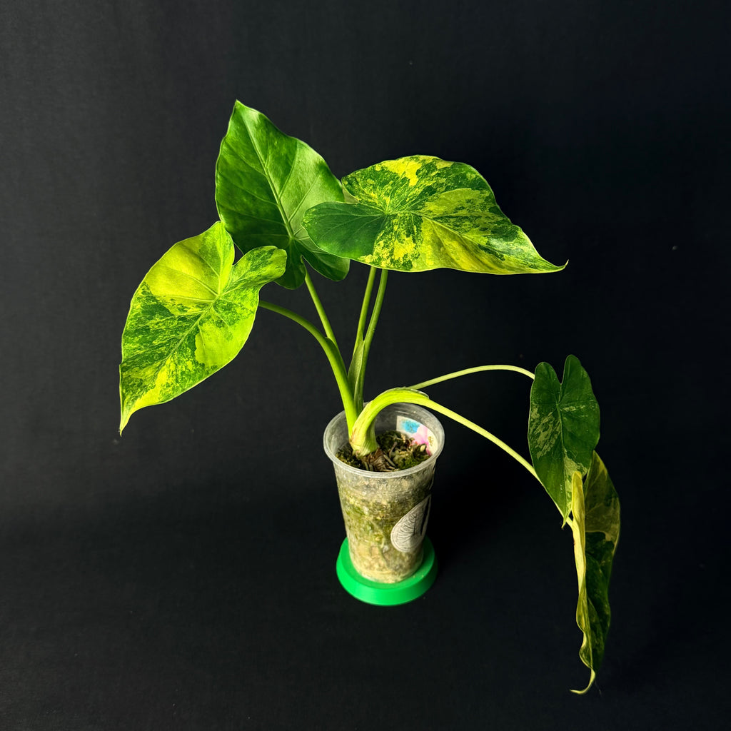 Alocasia Odora 'California' Aurea Variegata (Gageana) #1-3