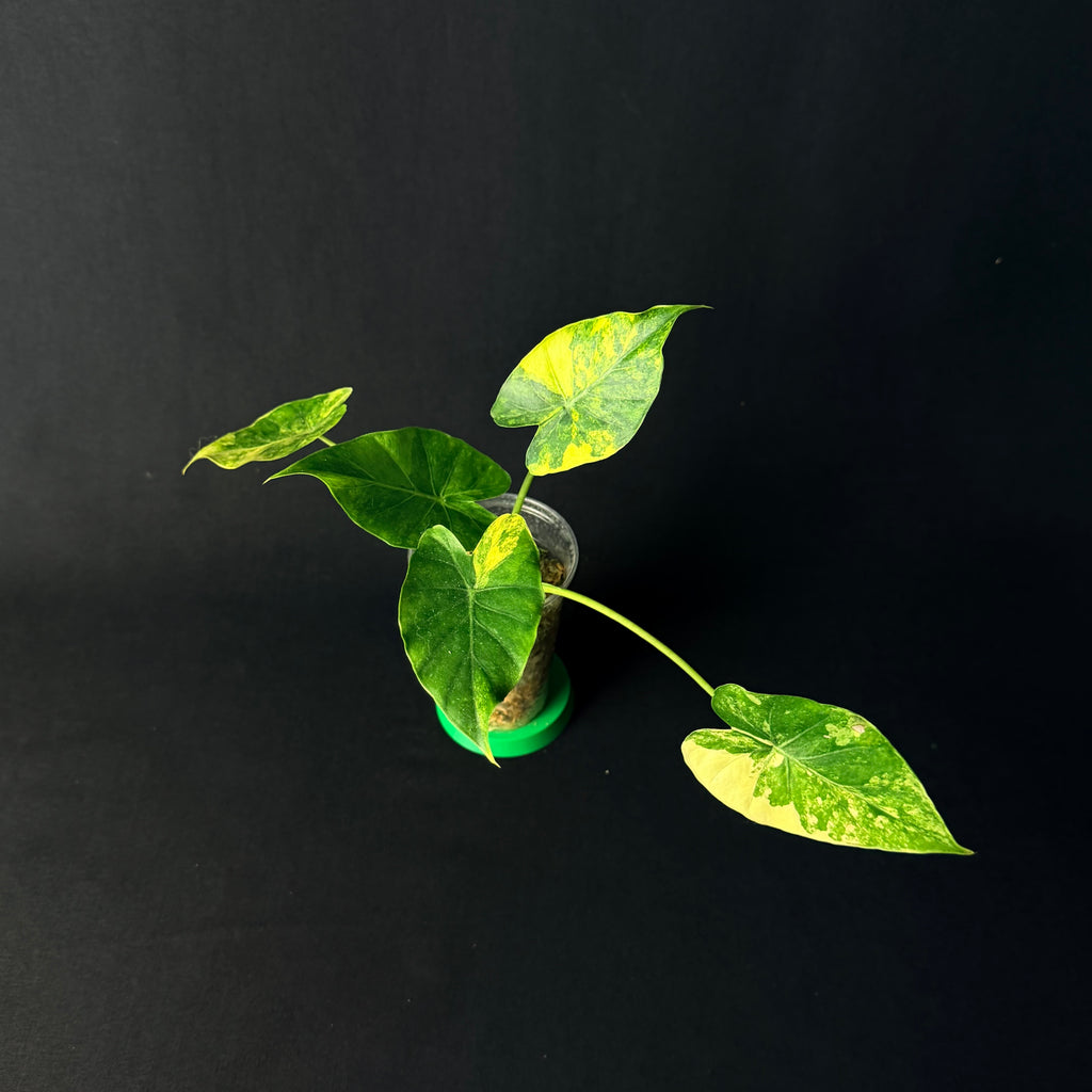 Alocasia Odora 'California' Aurea Variegata (Gageana) #1-3