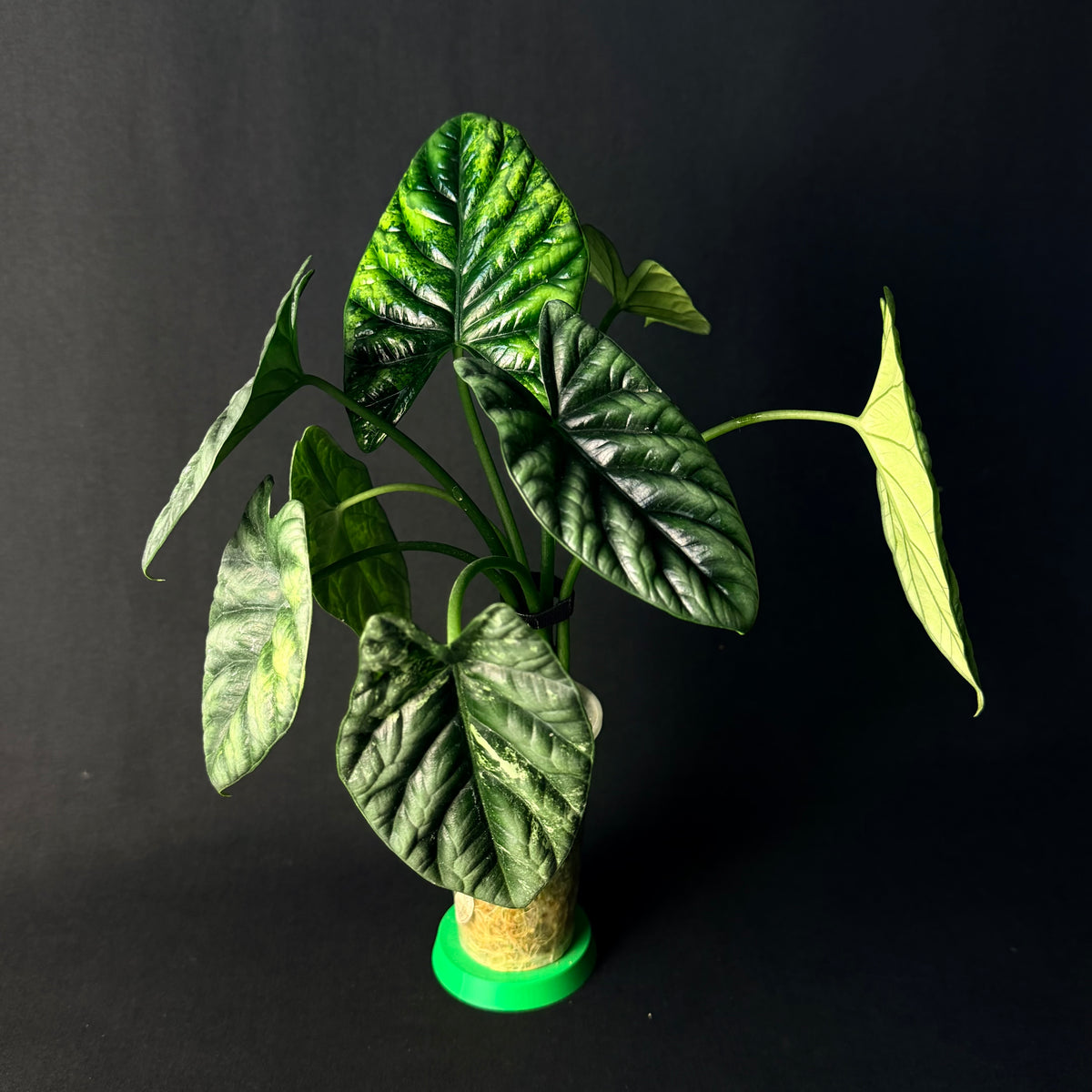 Alocasia Sinuata Variegata