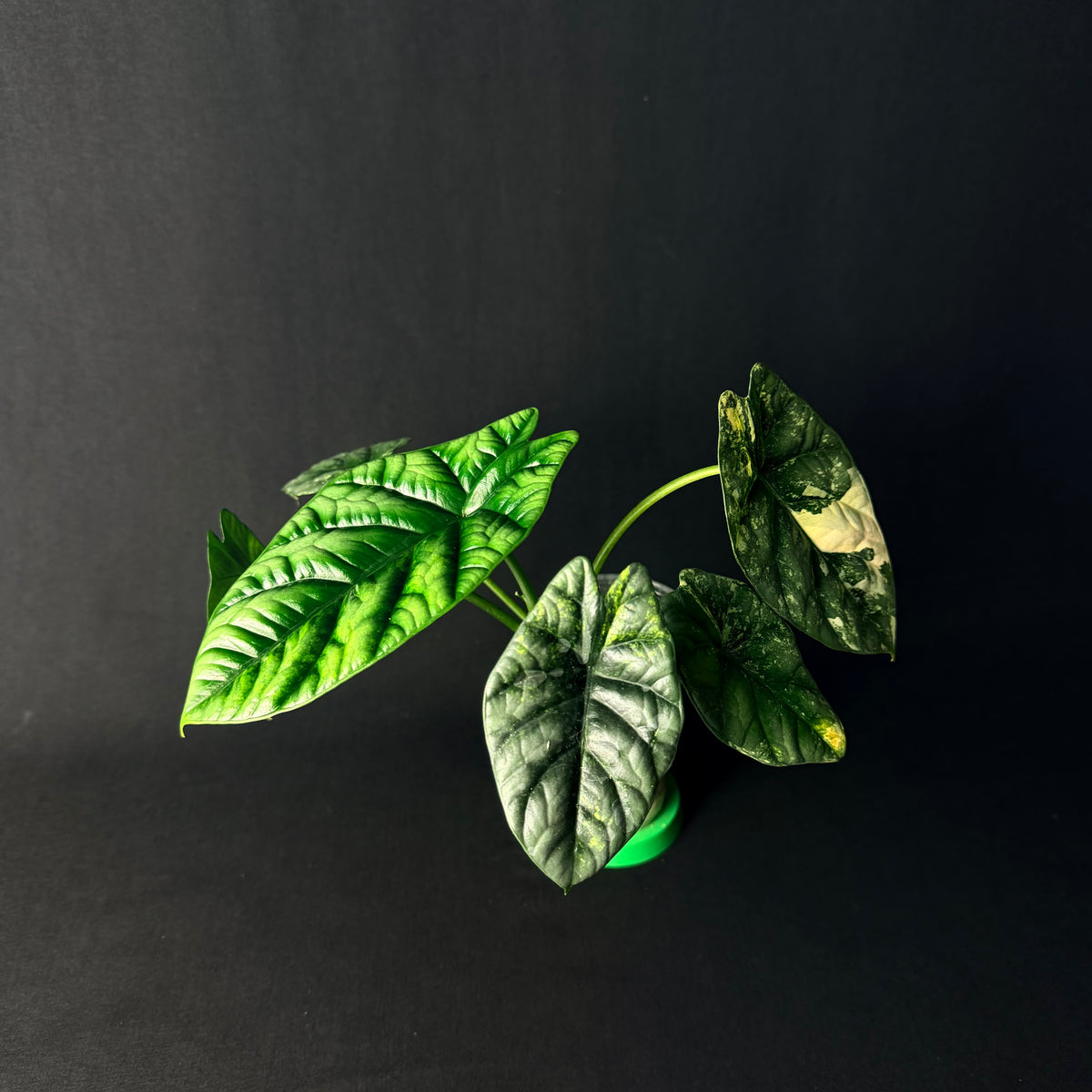 Alocasia Sinuata Aurea Variegata