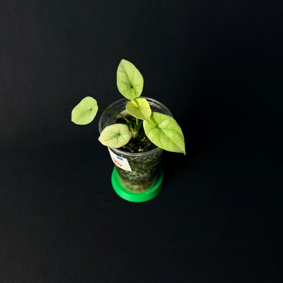 Plant template