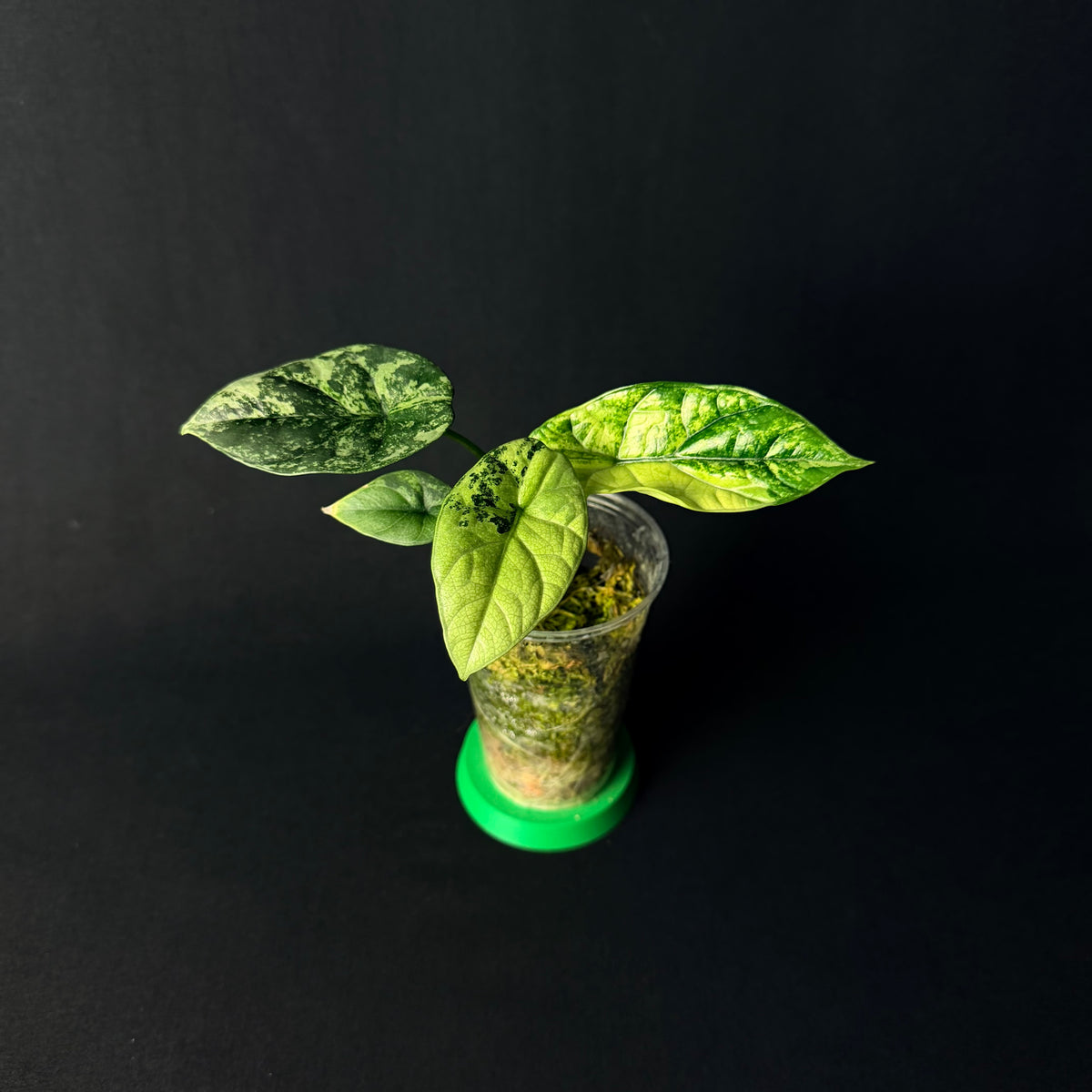 Plant template