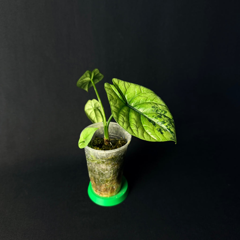Plant template