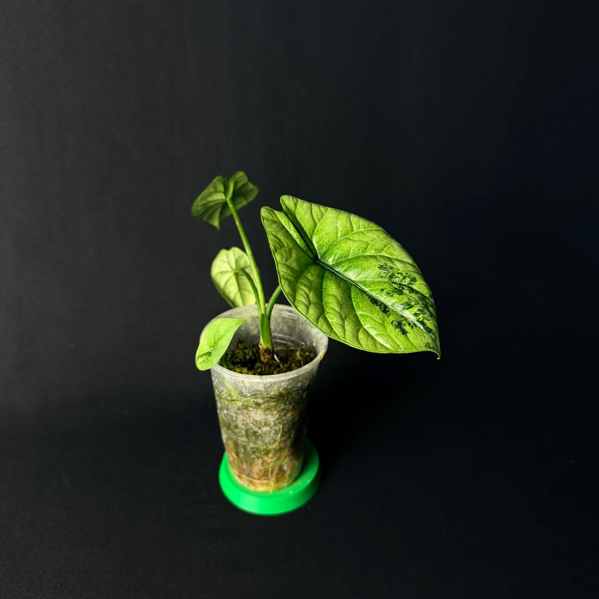 Plant template