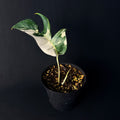 Epipremnum pinnatum Variegata #1-6