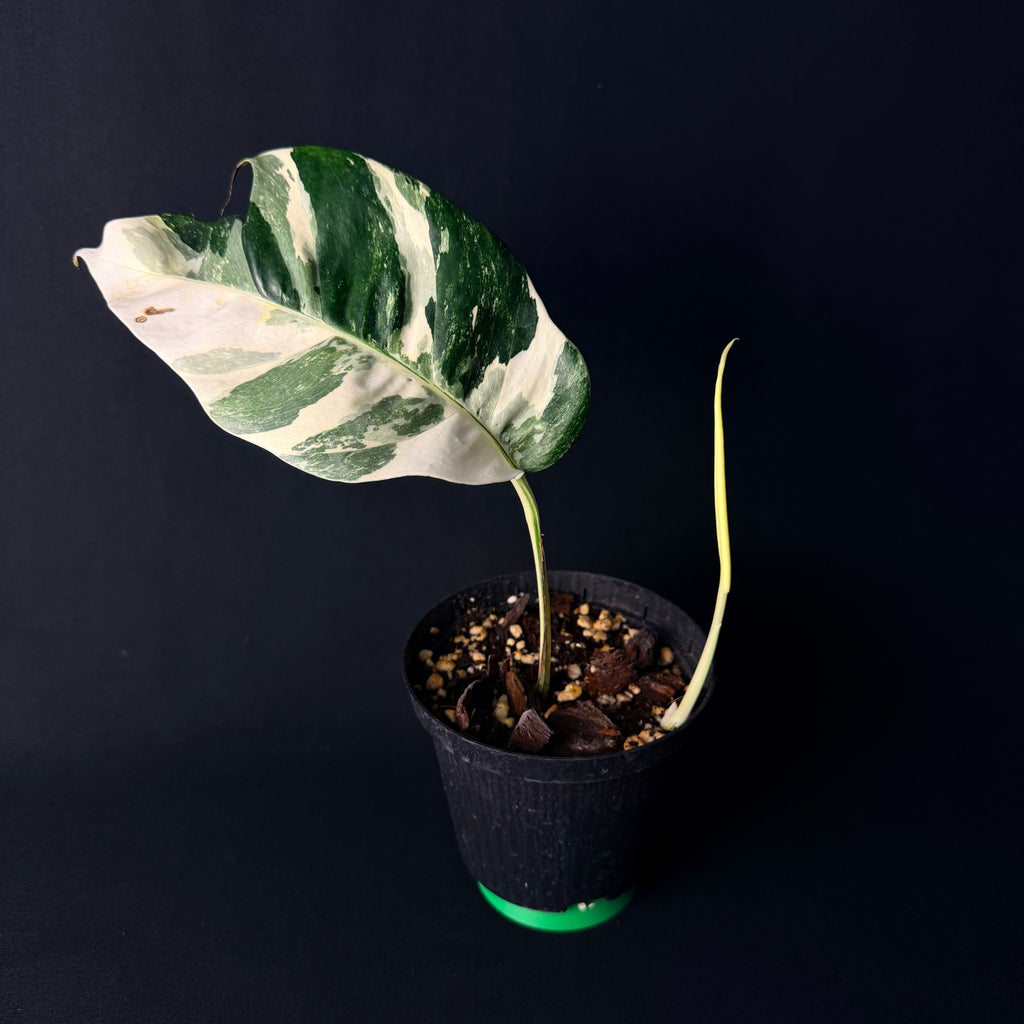 Epipremnum pinnatum Variegata #1-6
