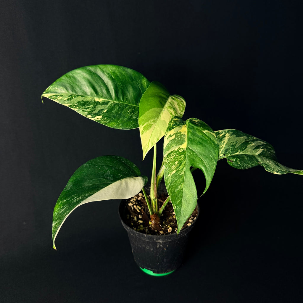 Epipremnum pinnatum Variegata #1-6