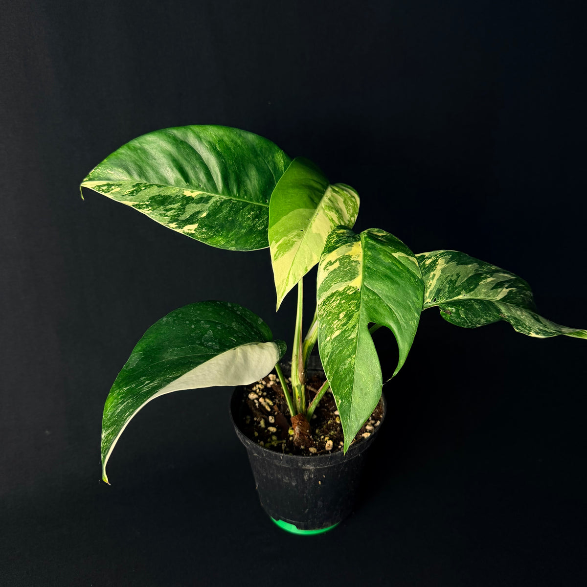 Epipremnum pinnatum Variegata #1-6
