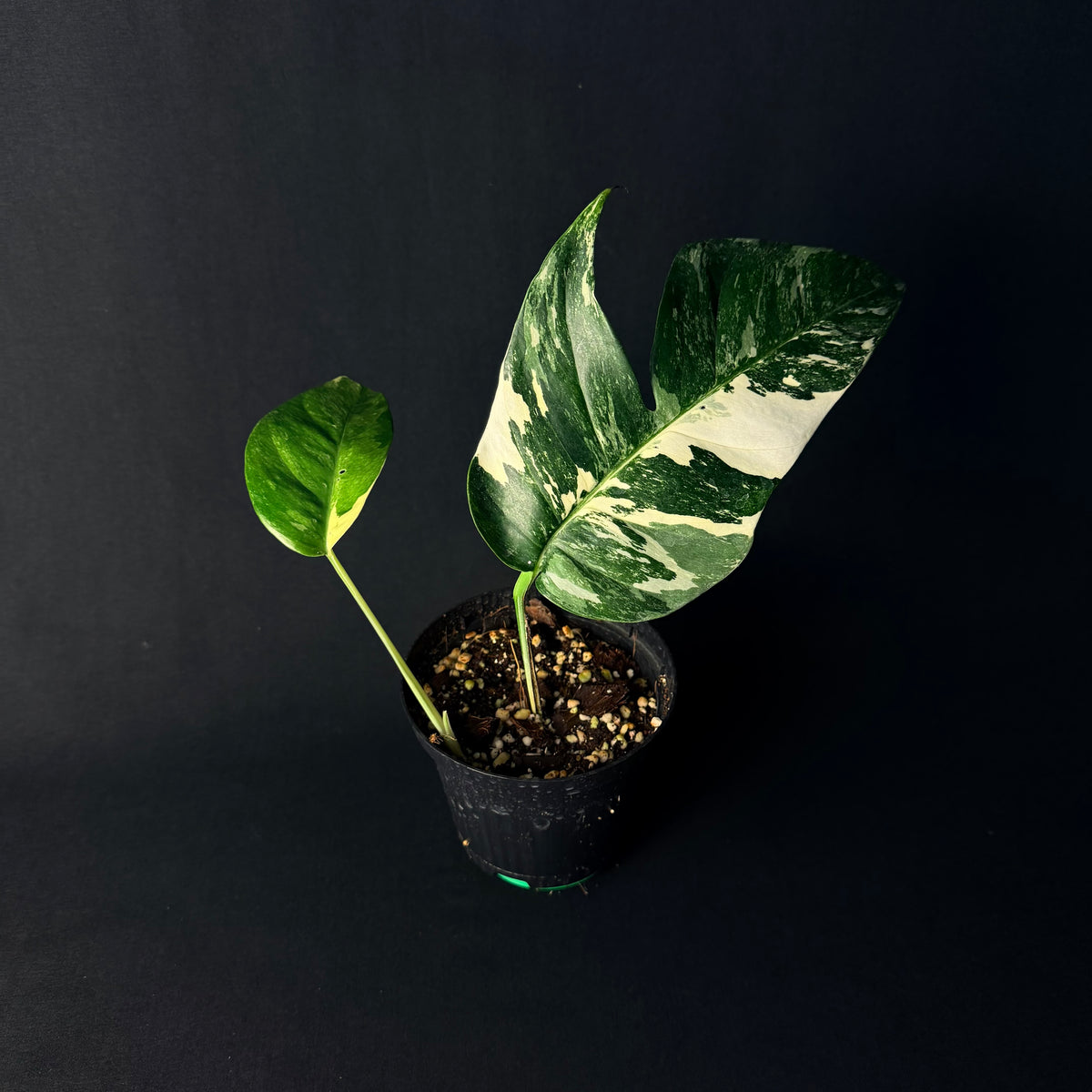 Epipremnum pinnatum Variegata #1-6