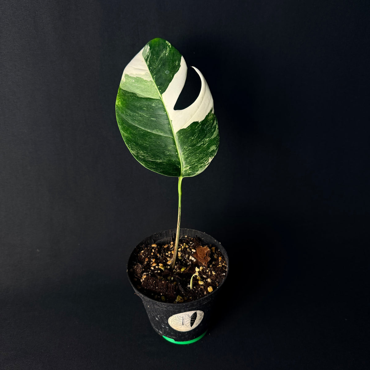 Epipremnum pinnatum Variegata #1-6